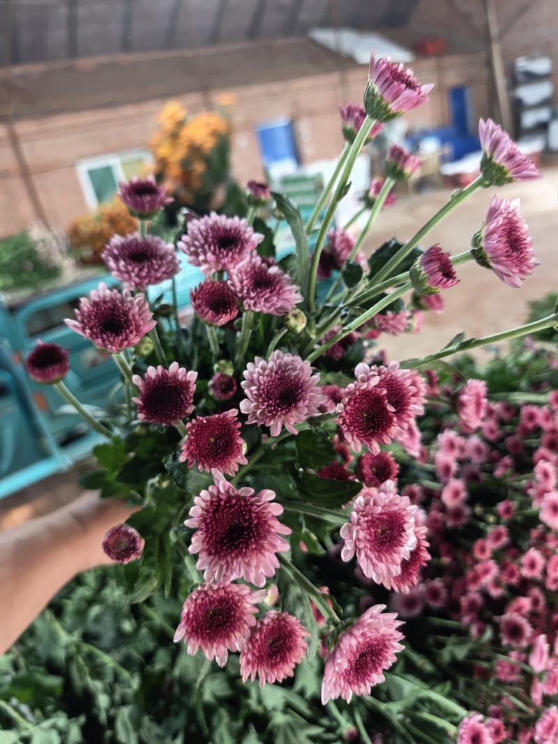 紫丹菊花鲜切花，品种齐全，价格便宜，可视频看货