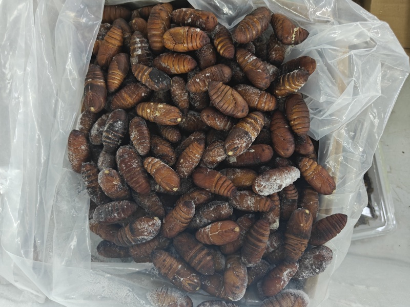 大黄蛹