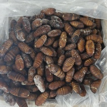 大黄蛹