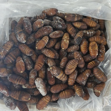 大黄蛹