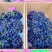 昌黎县玫瑰香葡萄🍇