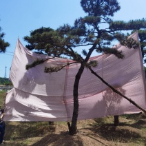 造型油松，造型黑松，造型松，景观松，景松，迎客松