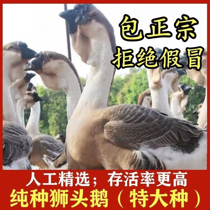【正宗狮头鹅特大纯种正宗灰色狮子头潮汕汕头现货】