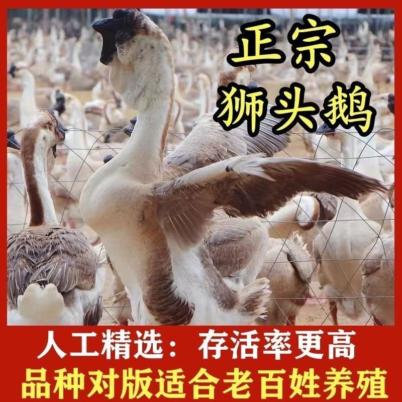 【正宗狮头鹅特大纯种正宗灰色狮子头潮汕汕头现货】