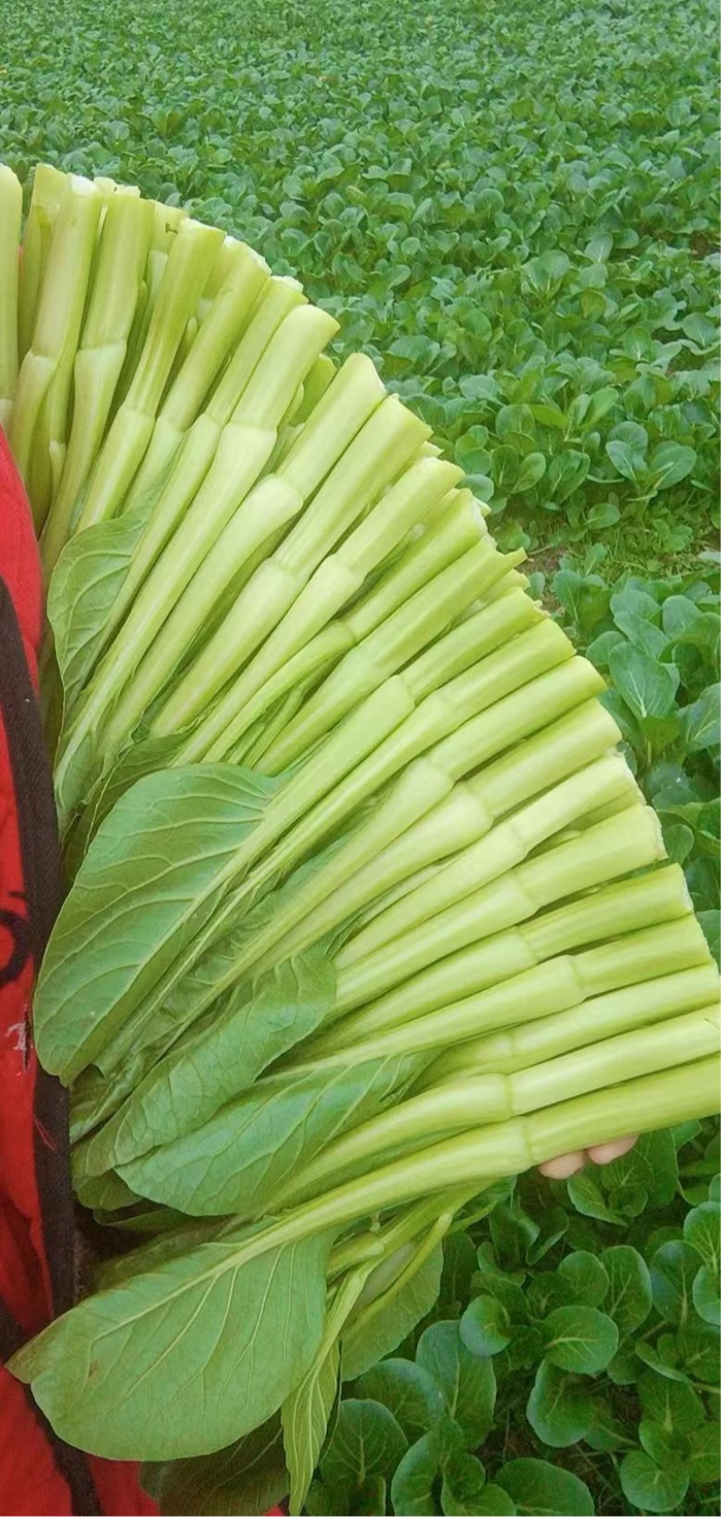 精品菜心预计八月初上市自家种植质量保证可供超市市场等