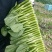 精品菜心预计八月初上市自家种植质量保证可供超市市场等