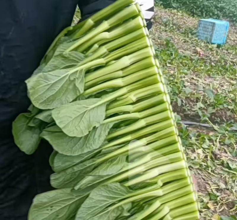 精品菜心预计八月初上市自家种植质量保证可供超市市场等