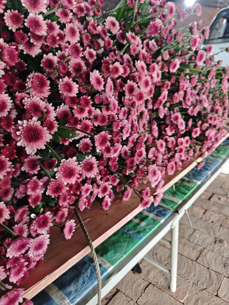 布鲁诺粉苗圃直发，全国供货，保质保量，诚信经营