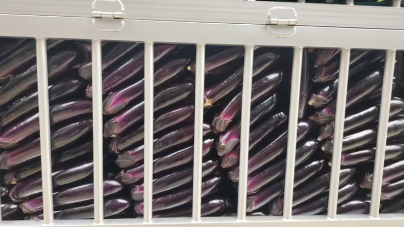 长茄茄子品质保证服务周到产地直发价格美丽