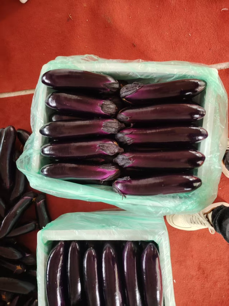 长茄茄子品质保证服务周到产地直发价格美丽