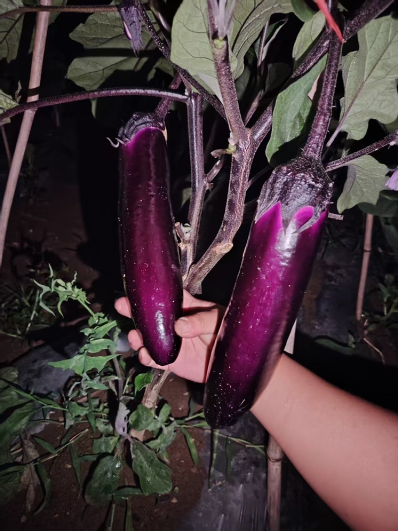 长茄茄子品质保证服务周到产地直发价格美丽