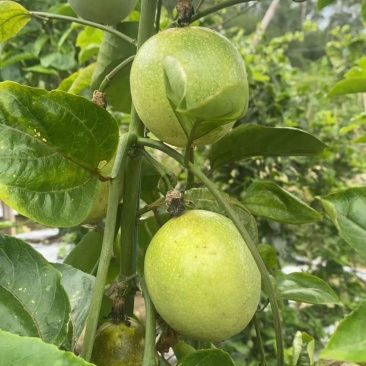 黄金百香果钦蜜9号电商中果
