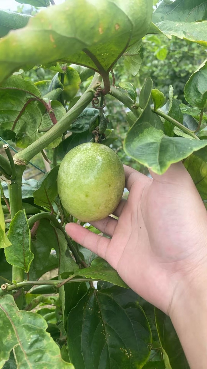 黄金百香果钦蜜9号电商中果