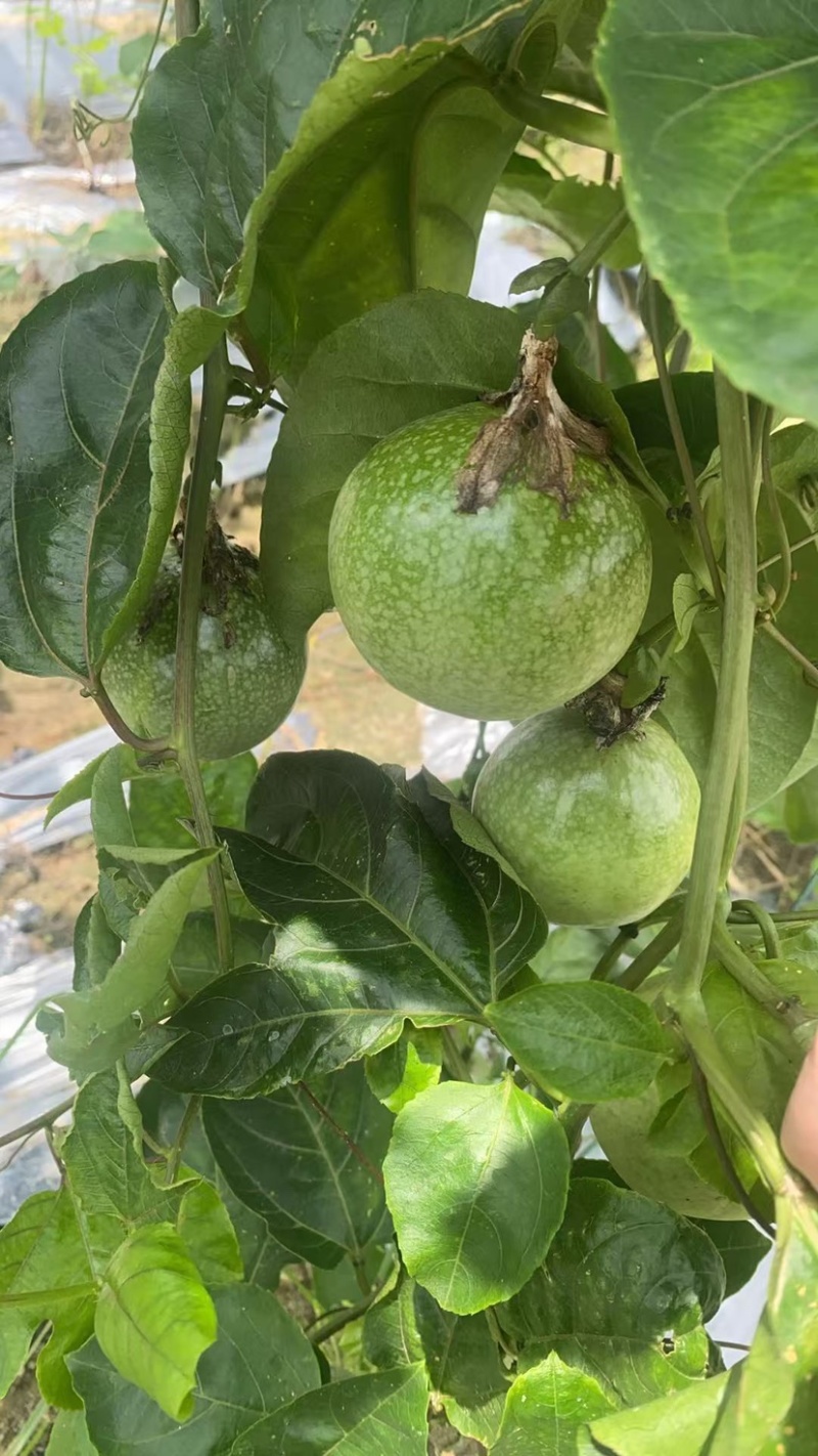 黄金百香果钦蜜9号电商中果
