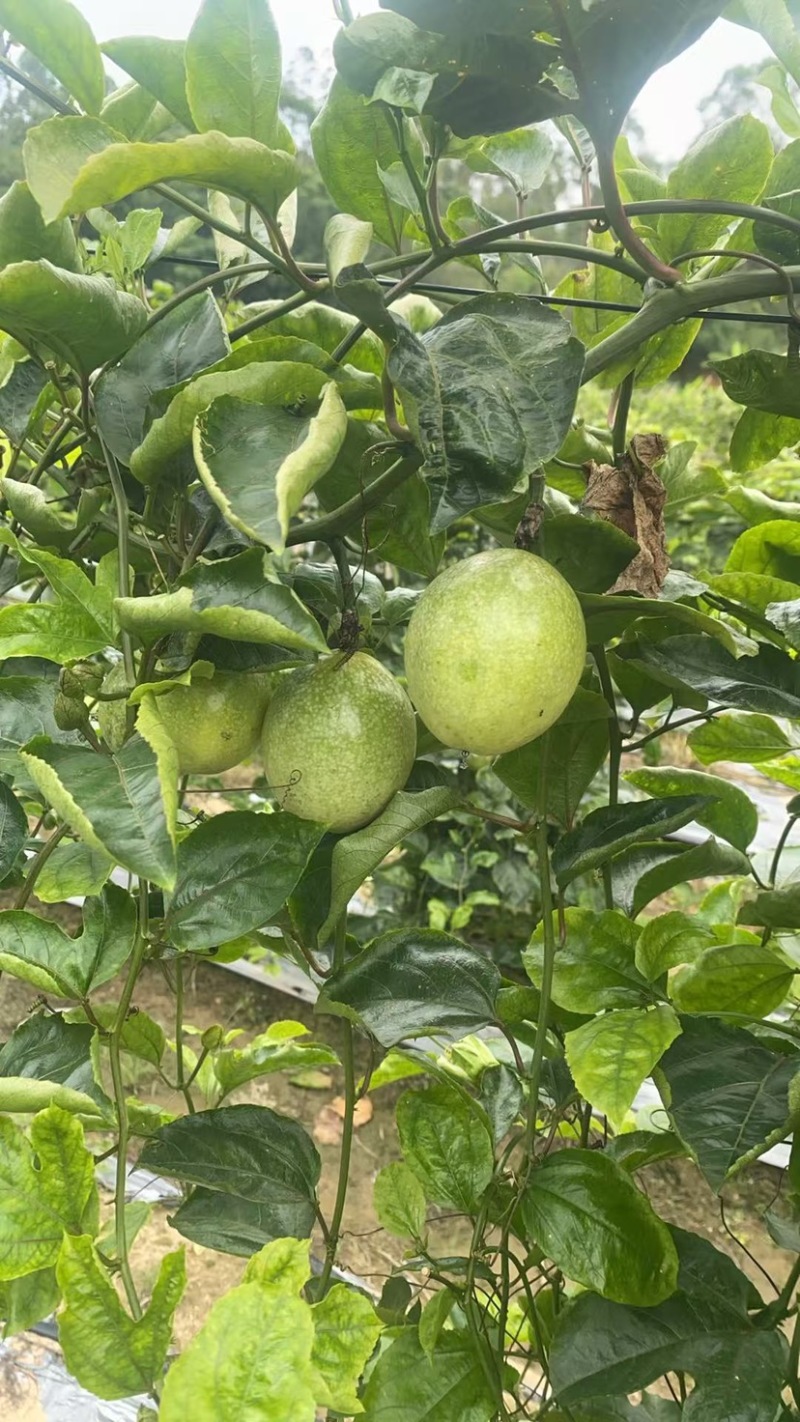 黄金百香果钦蜜9号电商中果