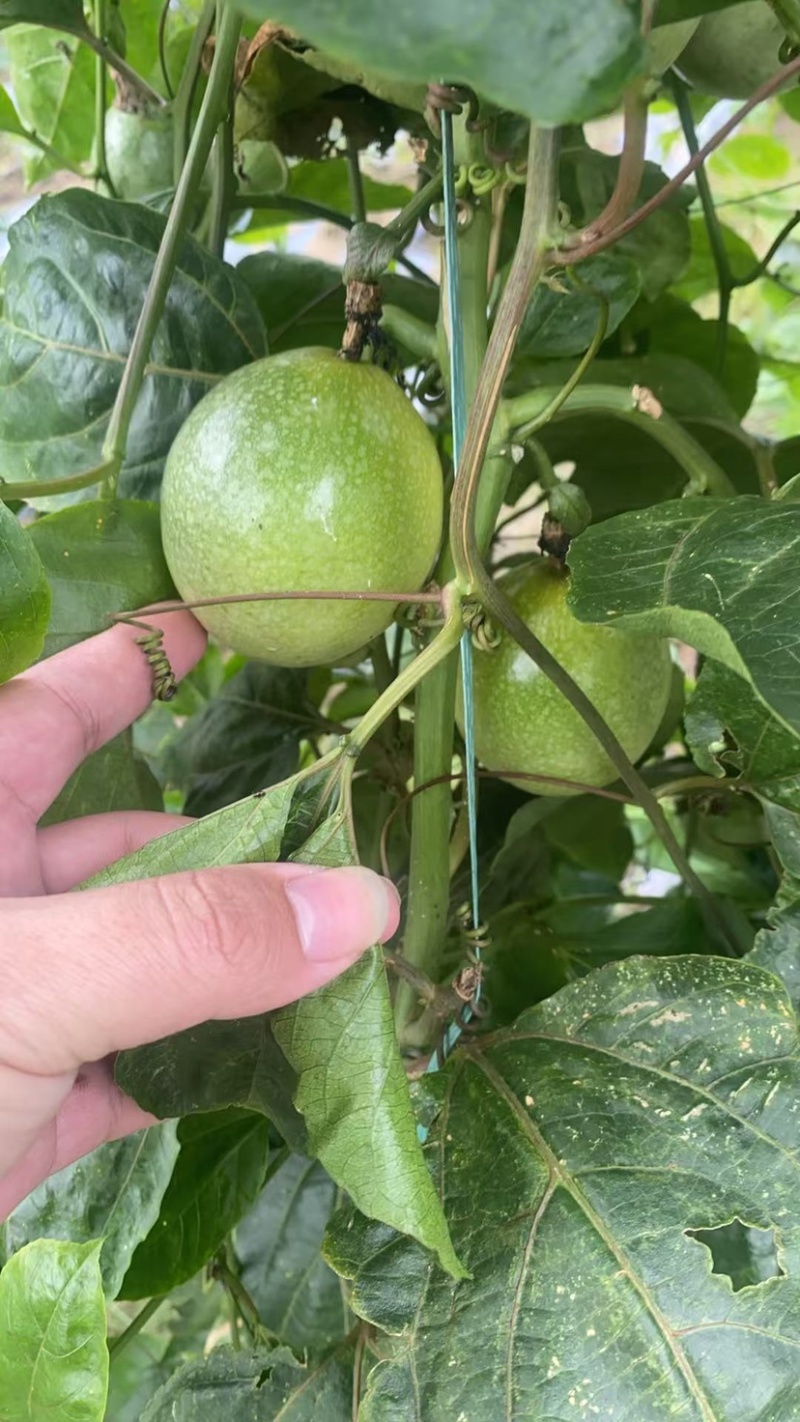 黄金百香果钦蜜9号电商中果