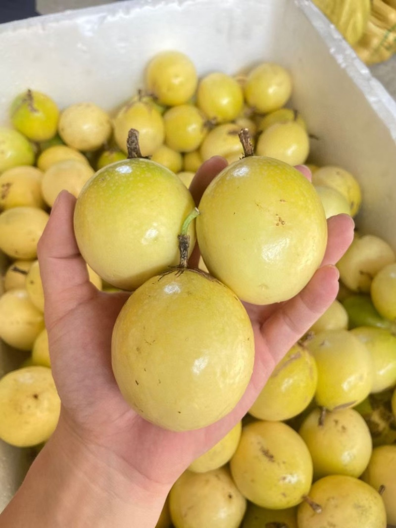 黄金百香果钦蜜9号电商中果