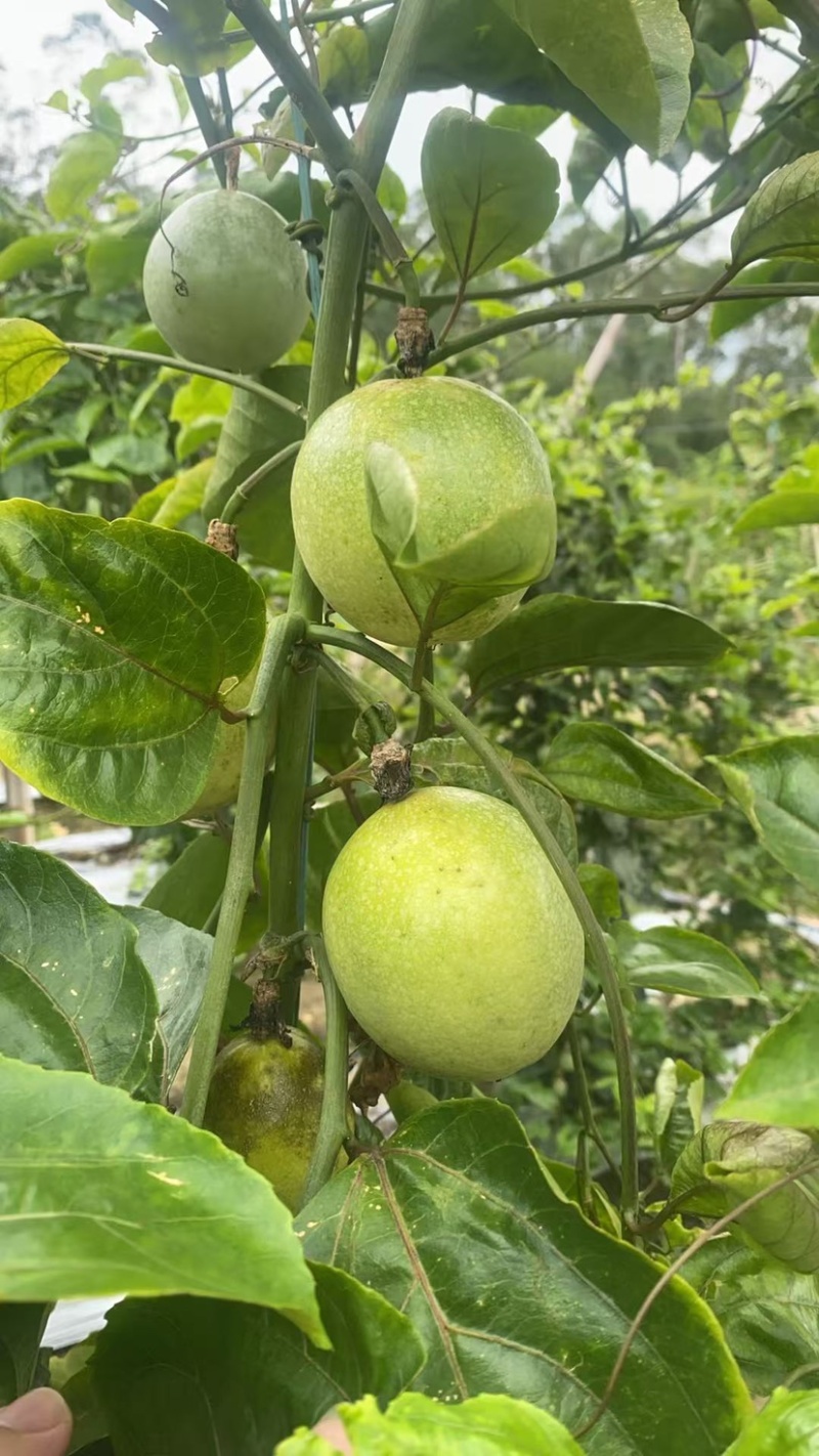 黄金百香果钦蜜9号电商中果