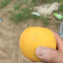 中油8号套袋黄肉油桃果面好甜度很好产地有货！！！