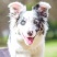 边牧犬合作养殖平台备案养殖合作新模式包回收