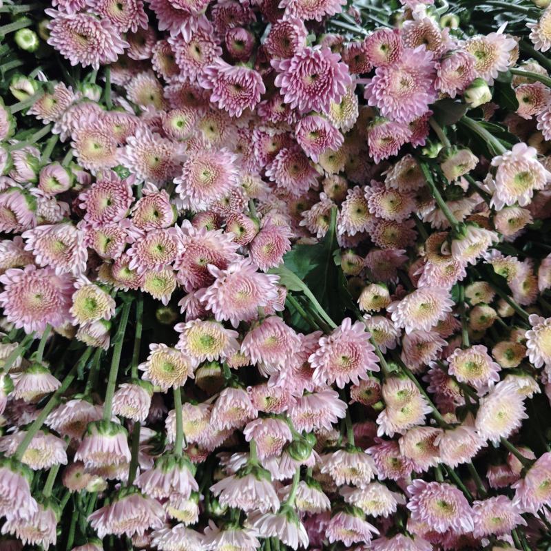 卡明浅粉常年大量供应各种雏菊，量大从优，品质保证
