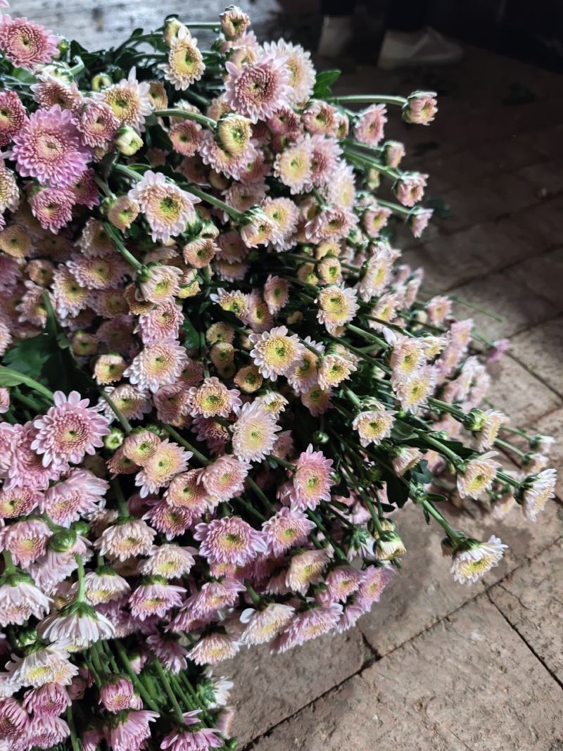 卡明浅粉常年大量供应各种雏菊，量大从优，品质保证
