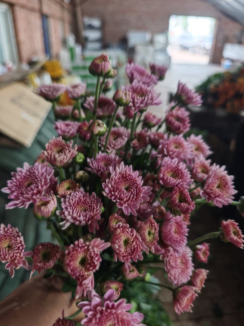 卡明浅粉常年大量供应各种雏菊，量大从优，品质保证