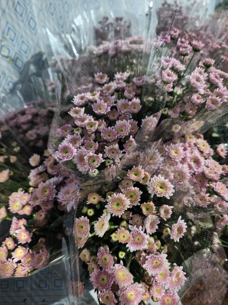 卡明浅粉常年大量供应各种雏菊，量大从优，品质保证
