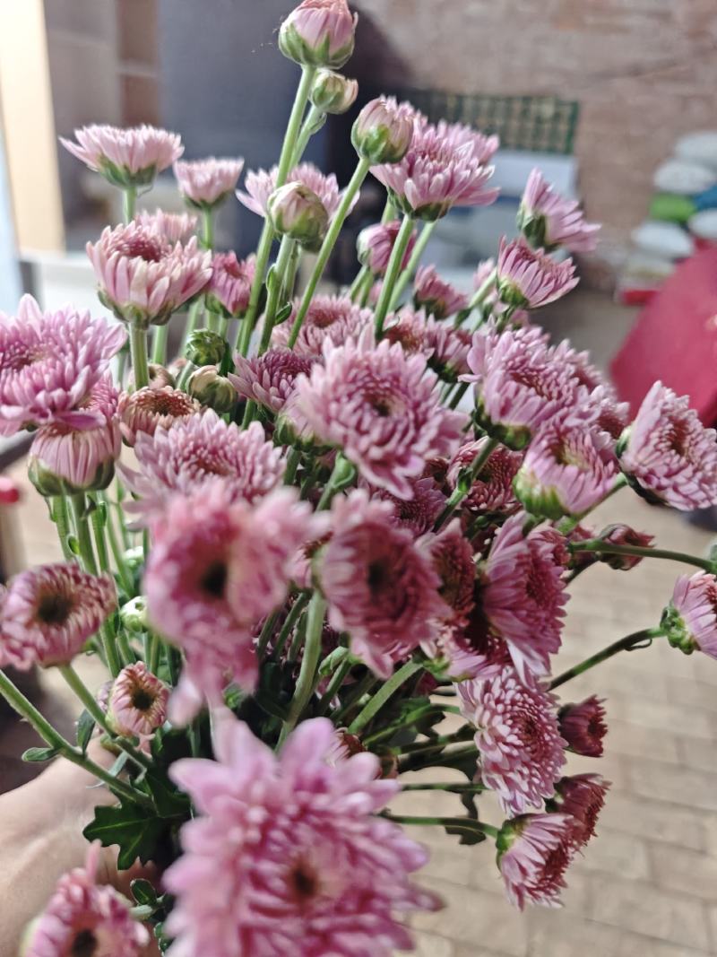 卡明浅粉常年大量供应各种雏菊，量大从优，品质保证