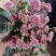 卡明浅粉常年大量供应各种雏菊，量大从优，品质保证
