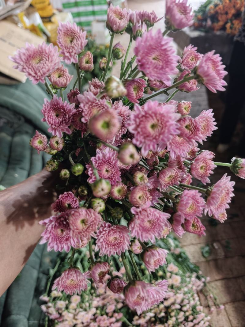 卡明浅粉常年大量供应各种雏菊，量大从优，品质保证