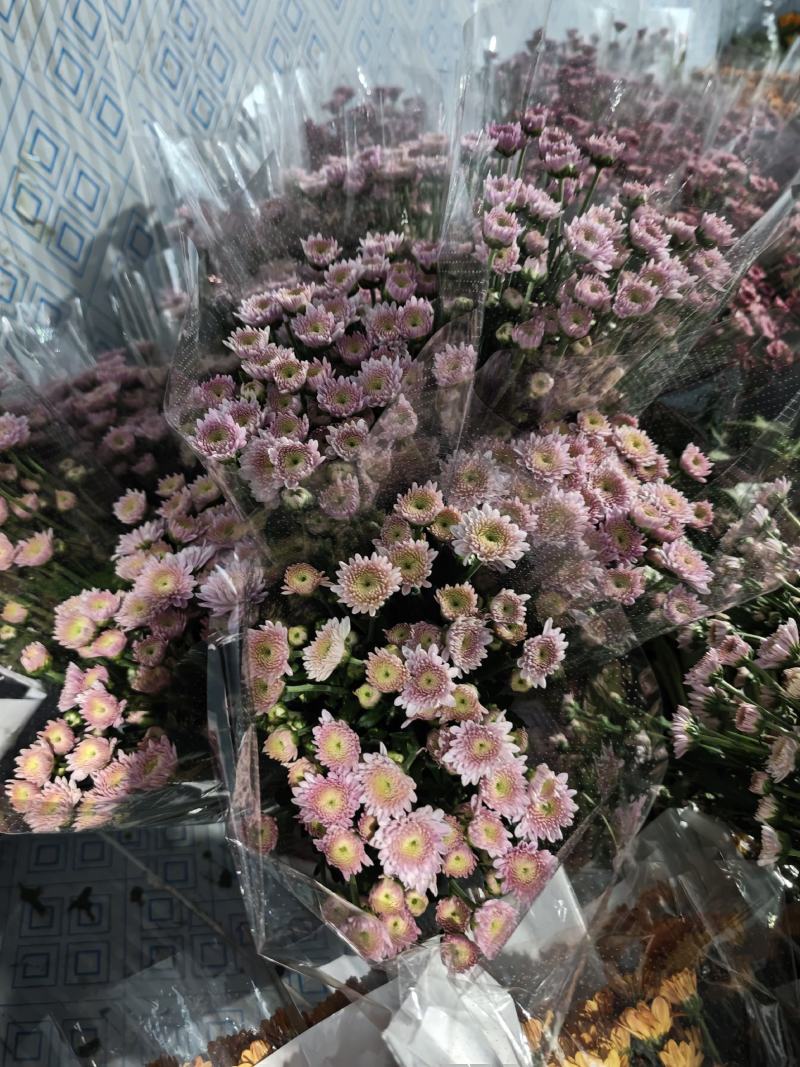 卡明浅粉常年大量供应各种雏菊，量大从优，品质保证