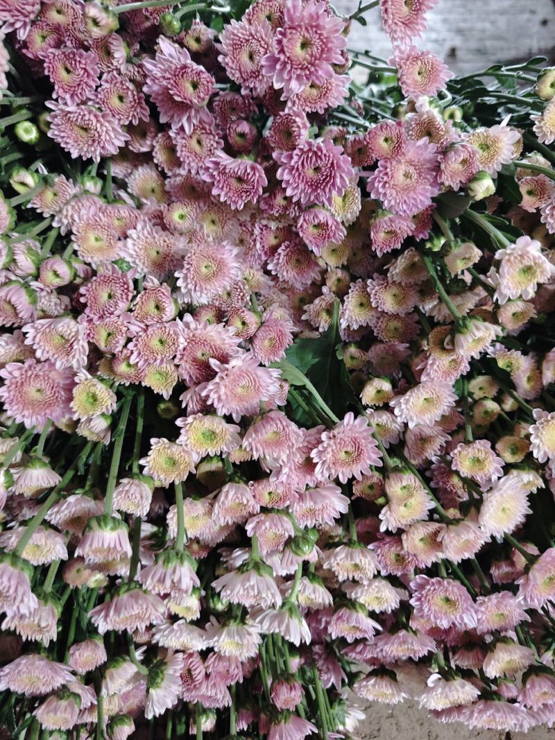 卡明浅粉常年大量供应各种雏菊，量大从优，品质保证