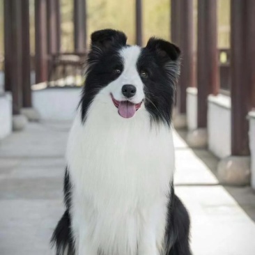 牧羊犬平台推荐合作养殖签订合同多种品种犬