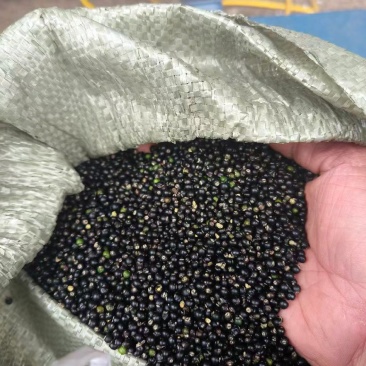 通草种子
