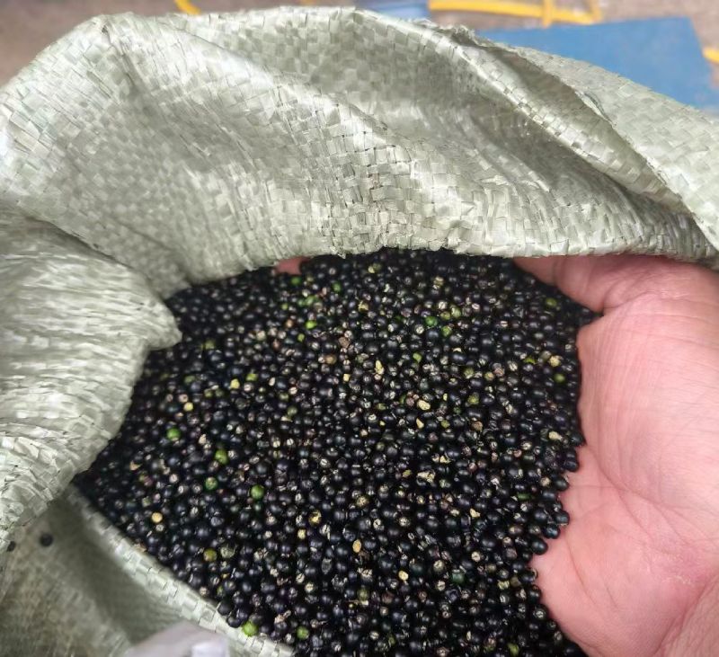 通草种子