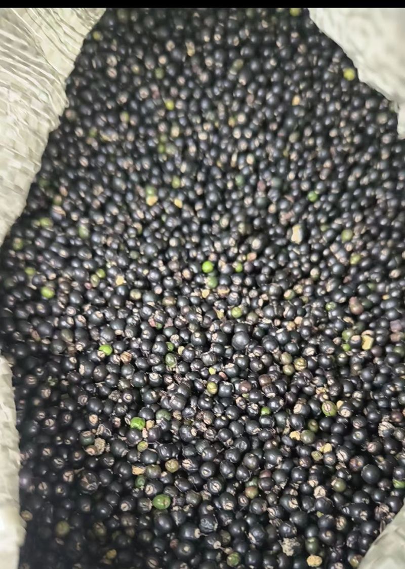 通草种子