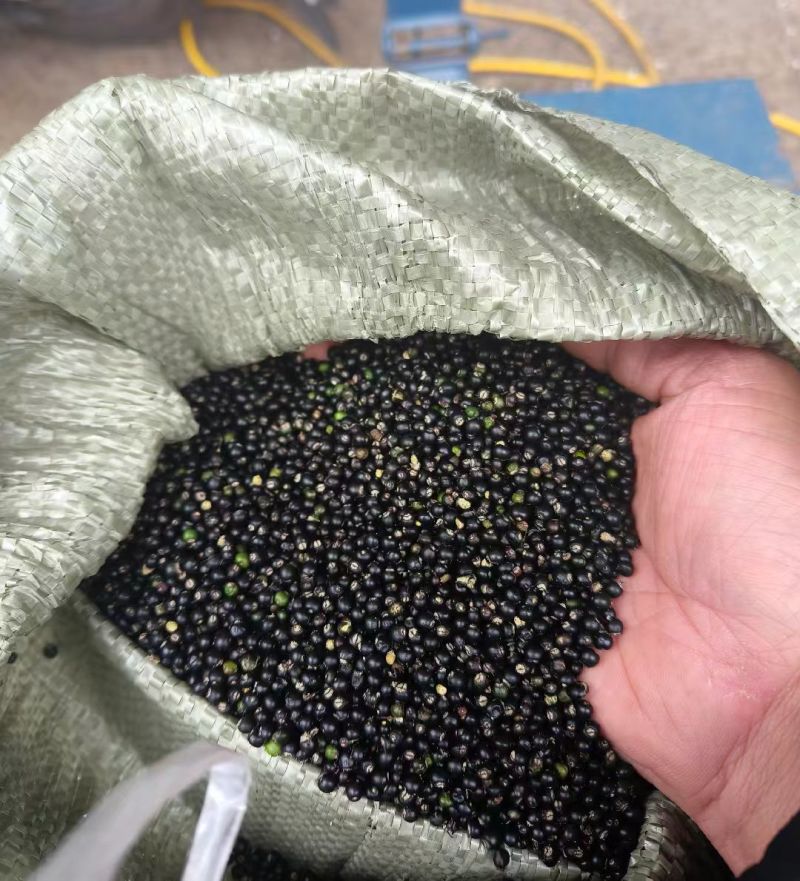 通草种子