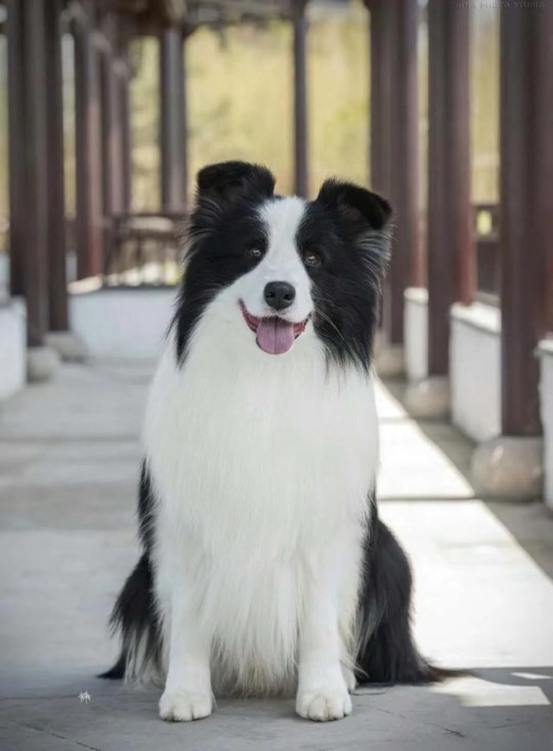 牧羊犬平台推荐备案信息养殖合作签订合同包回收