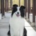 边境牧羊犬养殖合作信息平台备案平台推荐多种品种犬