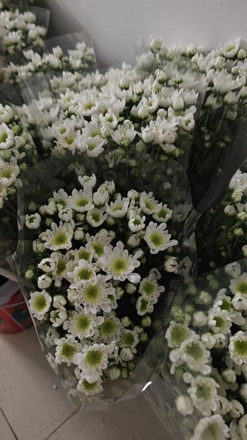 大白雏菊大量供应，品种全价格优，全国发货，诚信经营