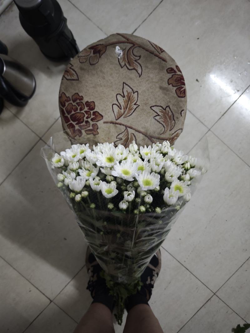 大白雏菊大量供应，品种全价格优，全国发货，诚信经营