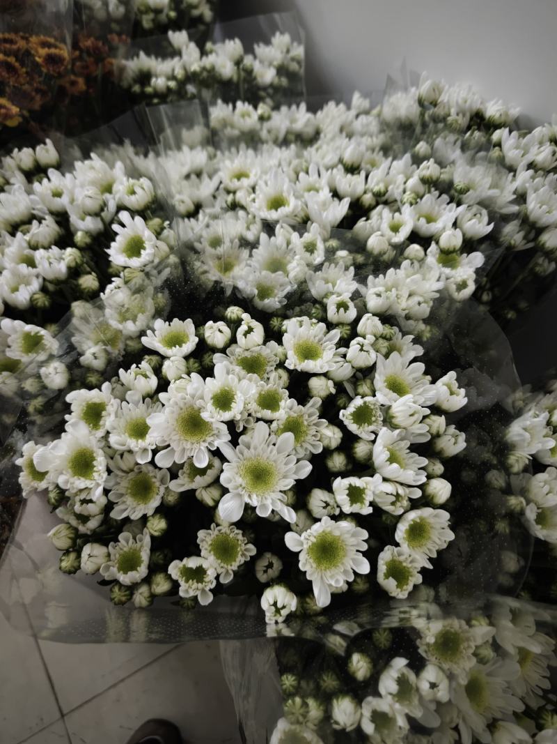 大白雏菊大量供应，品种全价格优，全国发货，诚信经营
