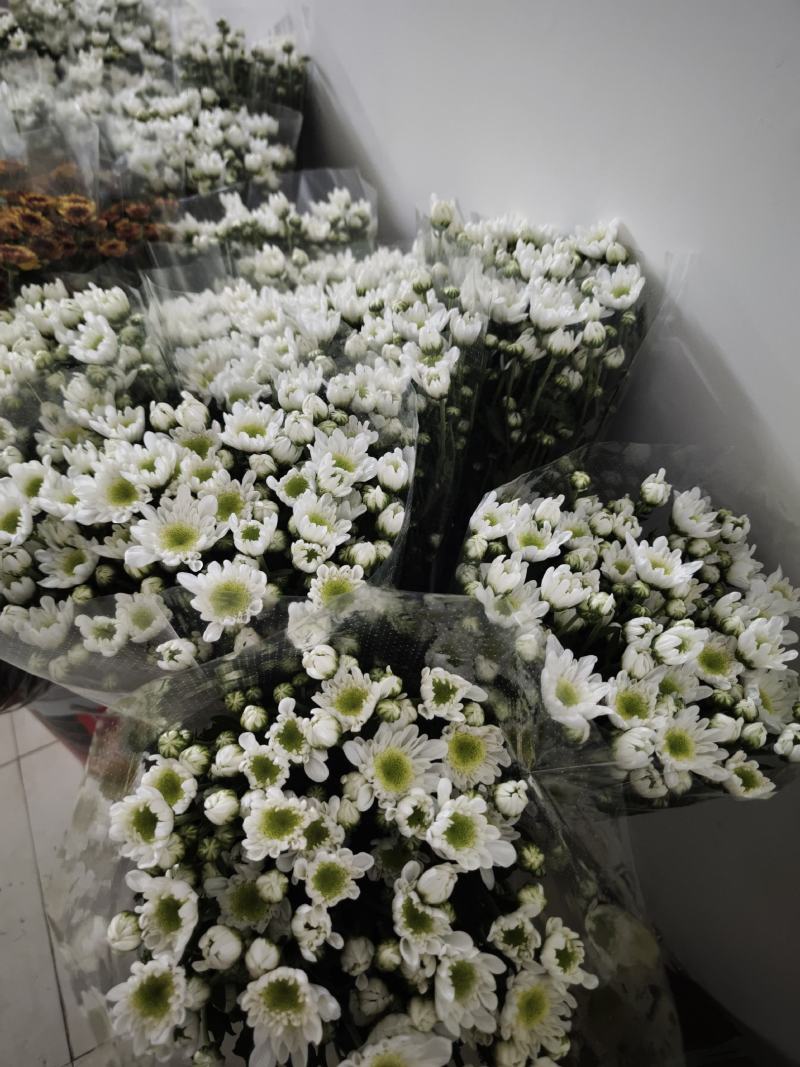 大白雏菊大量供应，品种全价格优，全国发货，诚信经营