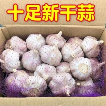 山东紫皮蒜批发3斤5斤10十足新干蒜包邮辛辣味十足