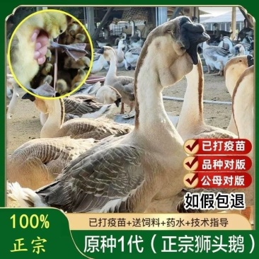 【正宗狮头鹅特大纯种正宗灰色狮子头潮汕汕头现货】
