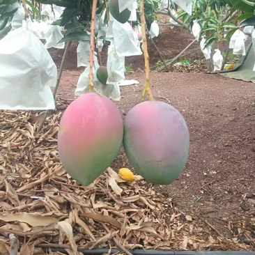 新世纪芒果《攀枝花各种芒果》彩虹芒个头匀称，适合线上线下
