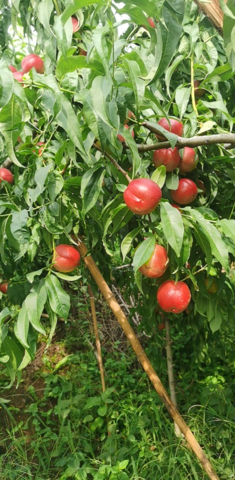 中油油桃