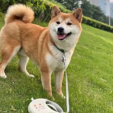 柴犬养殖合作新模式平台备案信息上传平台多种品种犬