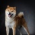 柴犬养殖合作新模式平台备案信息上传平台多种品种犬